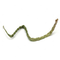 Sweetgrass Braids Wildcrafted - 