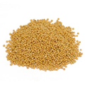 Mustard Seed Yellow - 