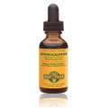 Andropgraphis Extract - 
