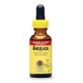 Angelica Root Extract - 