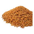 Organic Crimson Clover Sprouting Seed - 