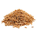 Organic Wheat Grass Sprouting Seed - 