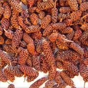 Pine Cones Birch -