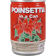 Poinsettia In A Can - 